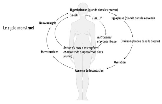 Hormones et cycle menstruel